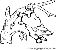 Opossum Coloring Pages