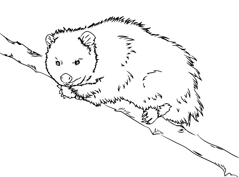 Opossum auf dem Ast von Opossum