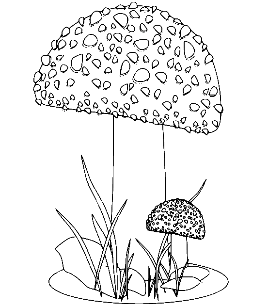 Giftige paddenstoel van paddenstoel