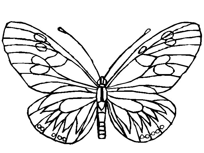 Fogli Butterfly stampabili di Butterfly