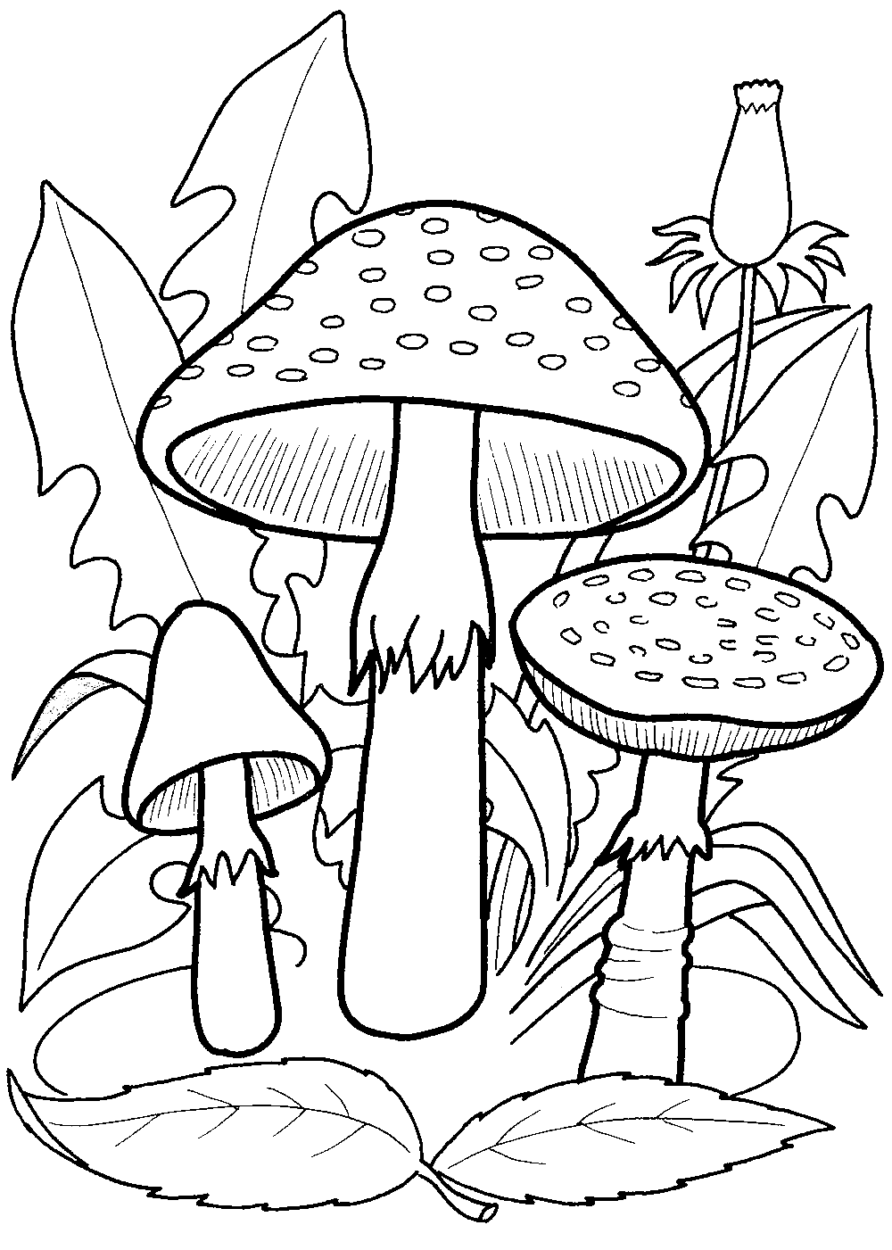 蘑菇中的三个美丽的蘑菇