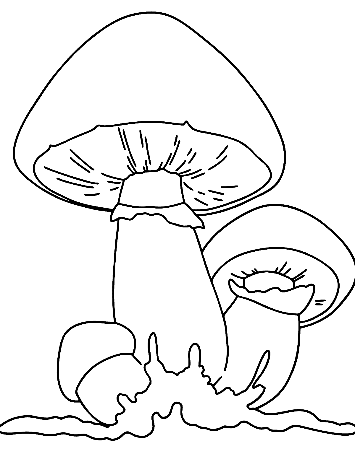 Três folhas de cogumelos de cogumelo