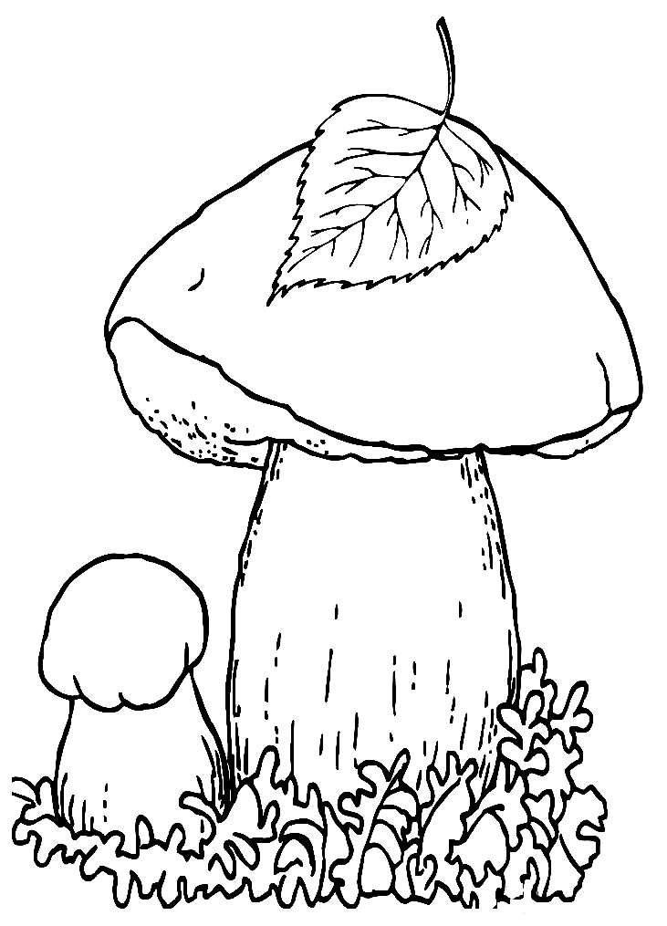 Coloriage de deux champignons simples