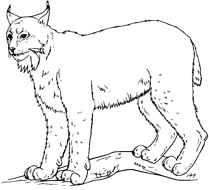 Canada Lynx on the Branch Coloring Page