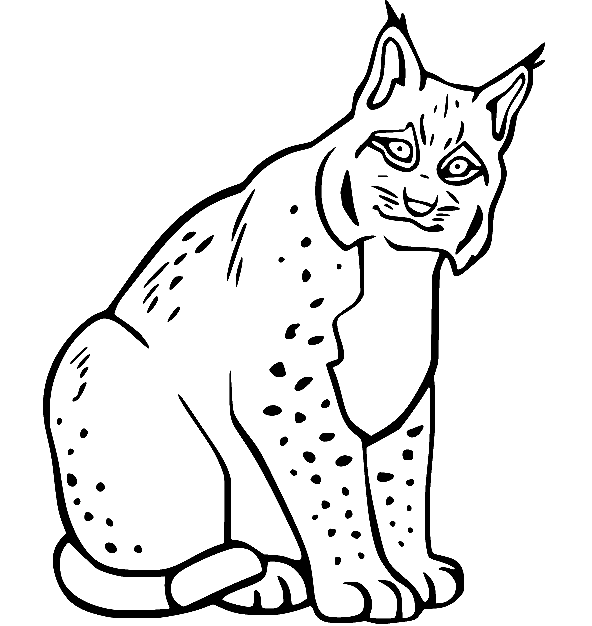 Canada Lynx Coloring Page