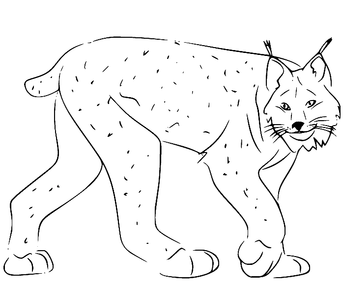 Canadian Lynx Coloring Page