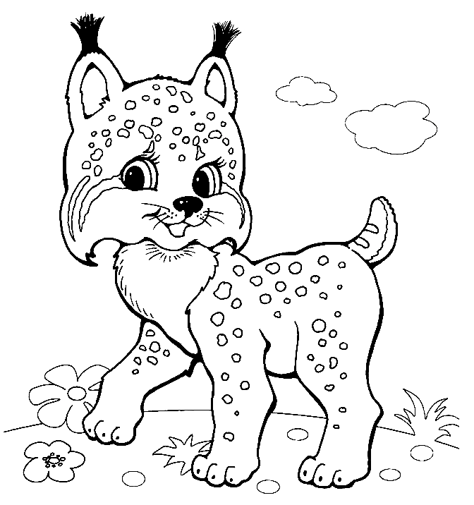 可爱的小山猫 from Lynx