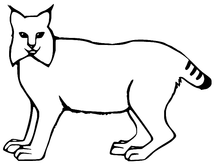 Easy Bobcat Coloring Page