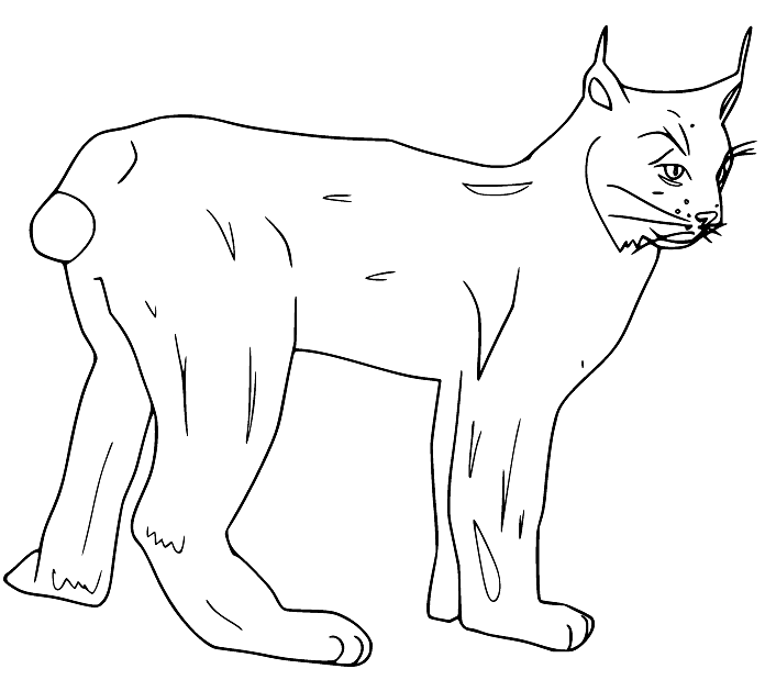 Easy Canada Lynx Coloring Pages