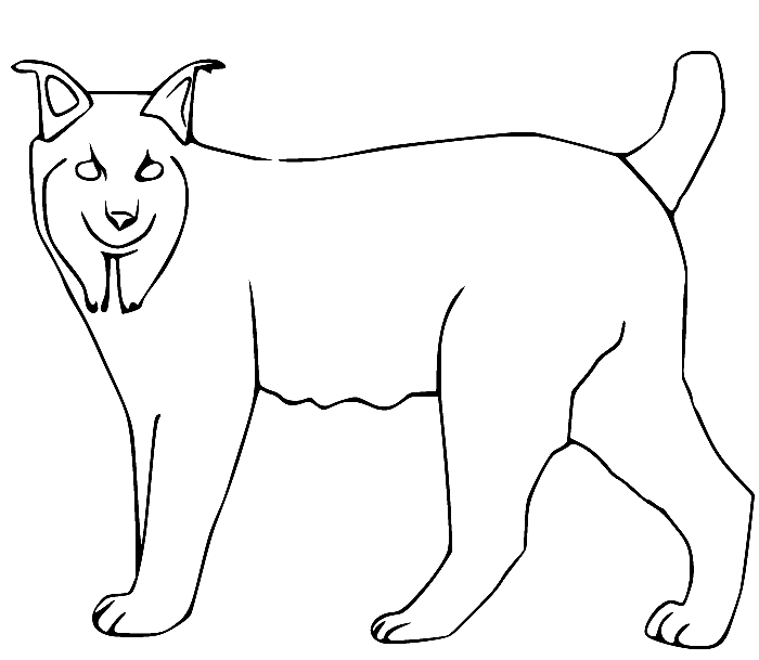 Eurasian Lynx Coloring Page
