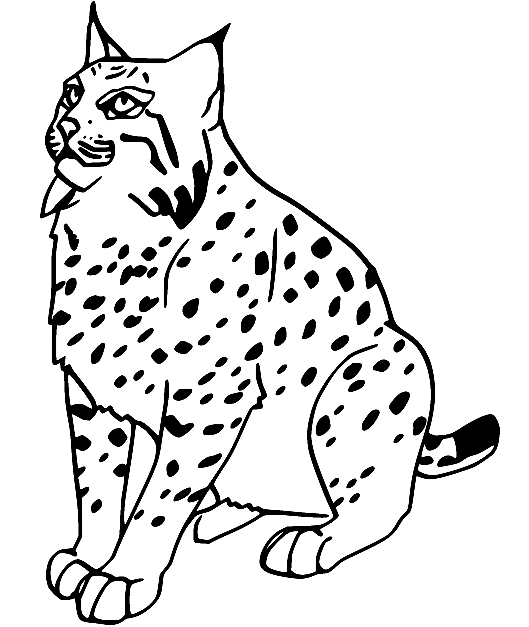 Fat Bobcat Coloring Page