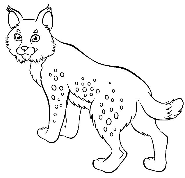 Free Lynx Coloring Page