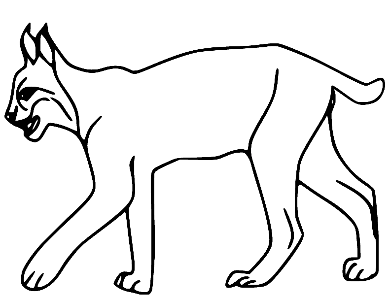 伊比利亚山猫 from Lynx