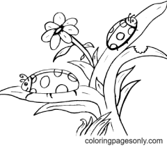 Insects Coloring Pages