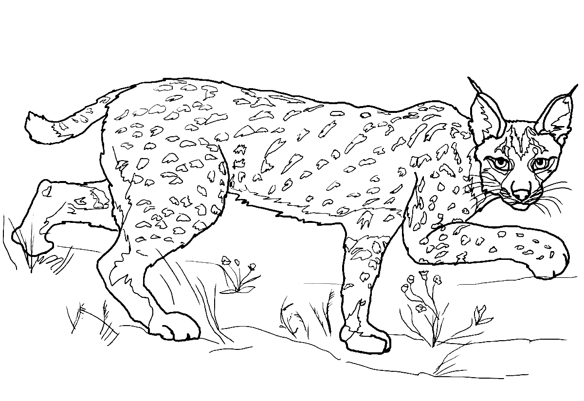 Lynx Pardinus Coloring Page