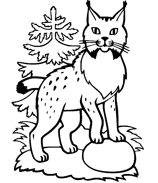Lynx in the Snow Coloring Page