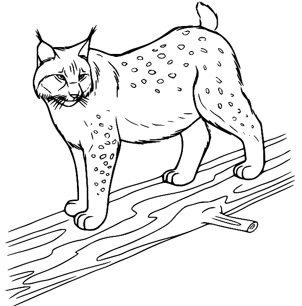 Lynx on the Tree Coloring Page