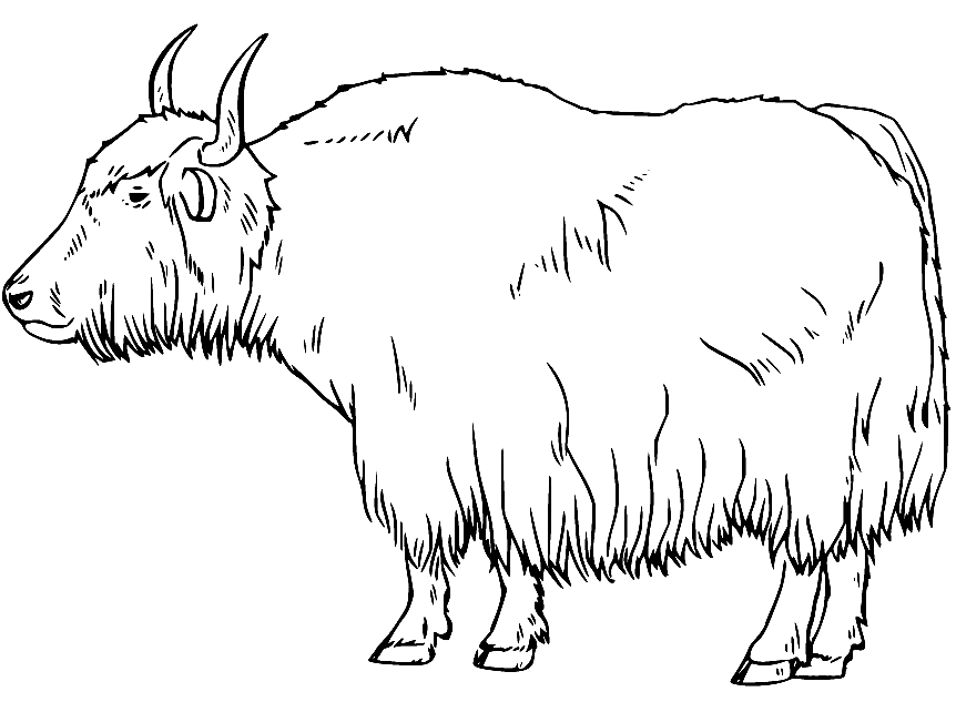 Normal Yak Coloring Page
