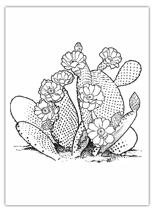 Opuntia cactusvijgcactus