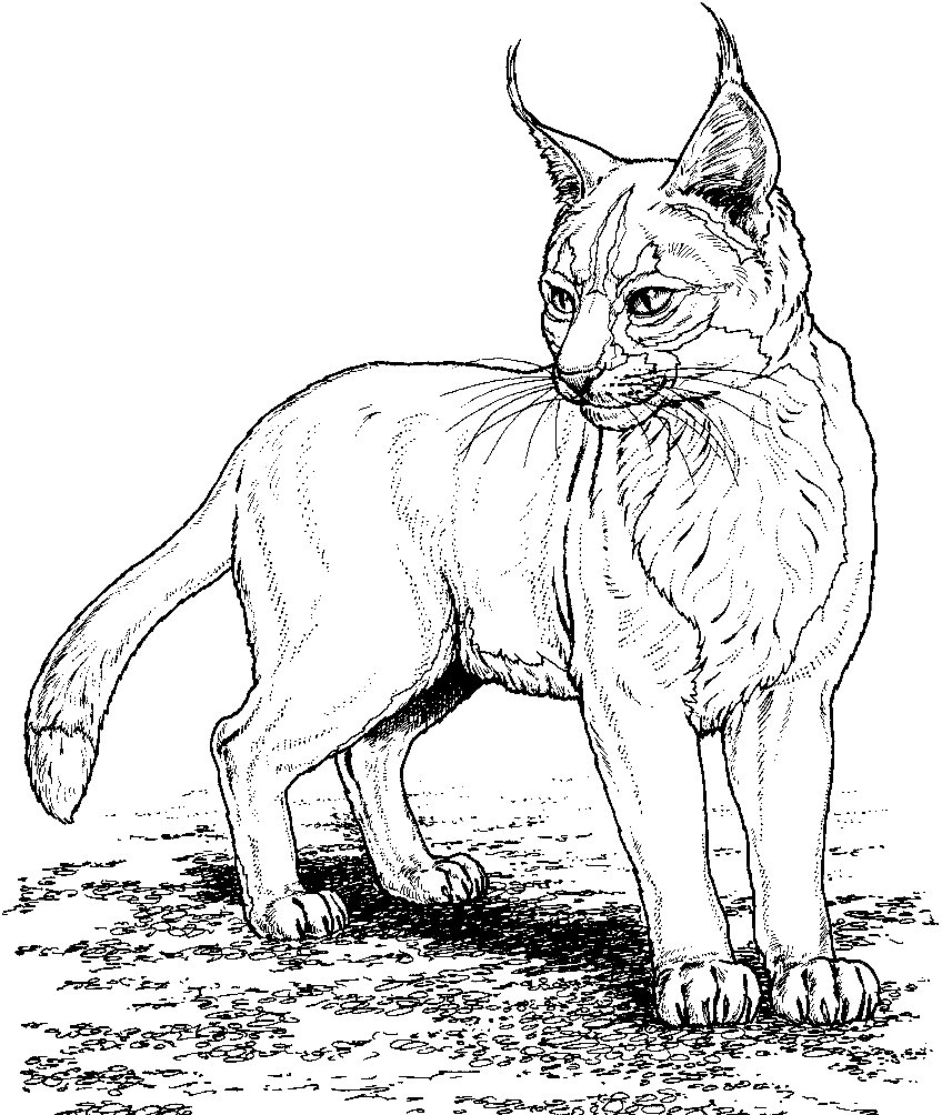 Realistic Lynx Coloring Page