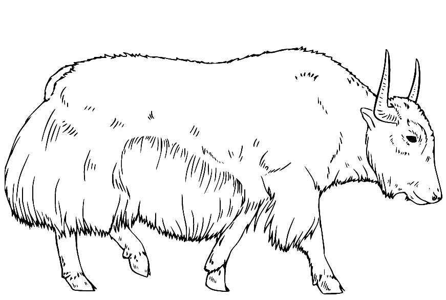 Realistic Yak Walking Coloring Pages