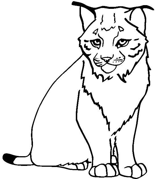 Eenvoudige Bobcat van Lynx