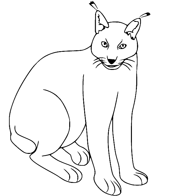 Eenvoudige Euraziatische Lynx van Lynx