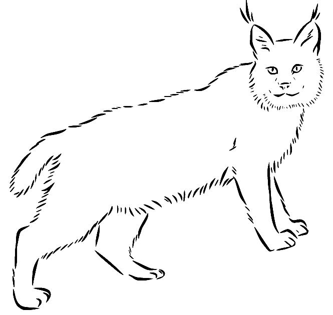Simple Lynx for Kids Coloring Page