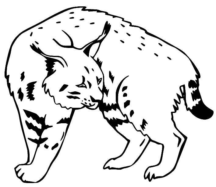 Lince semplice da Lynx