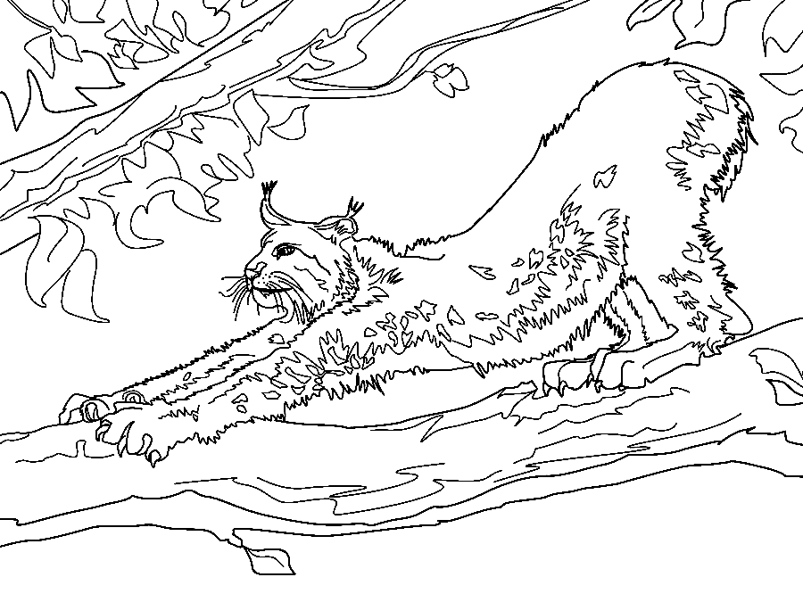 Stretching Canada Lynx Coloring Pages