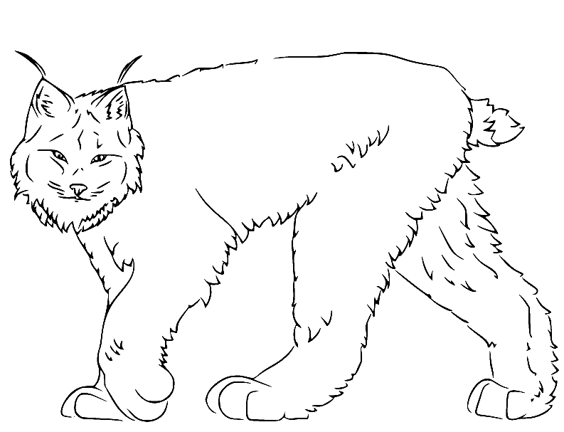 Walking Canadian Lynx Coloring Page