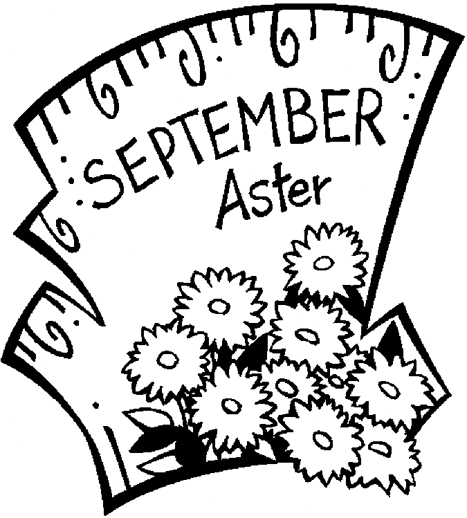 September-Aster blüht ab September