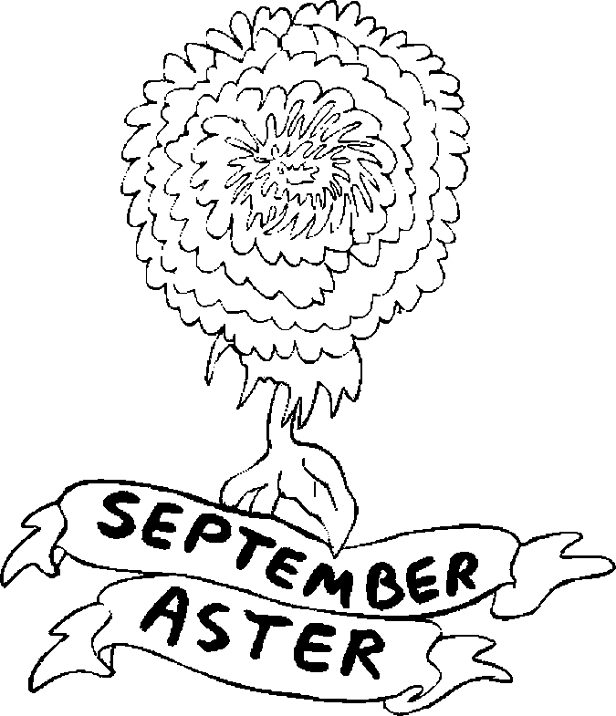 Áster de setembro com flor de setembro