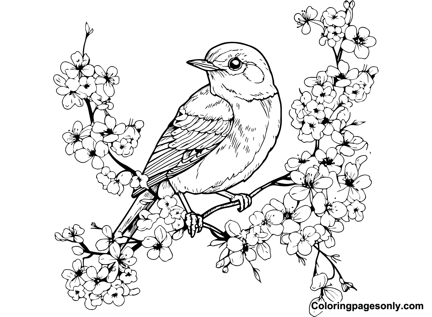 Bird and Cherry Blossom Coloring Page