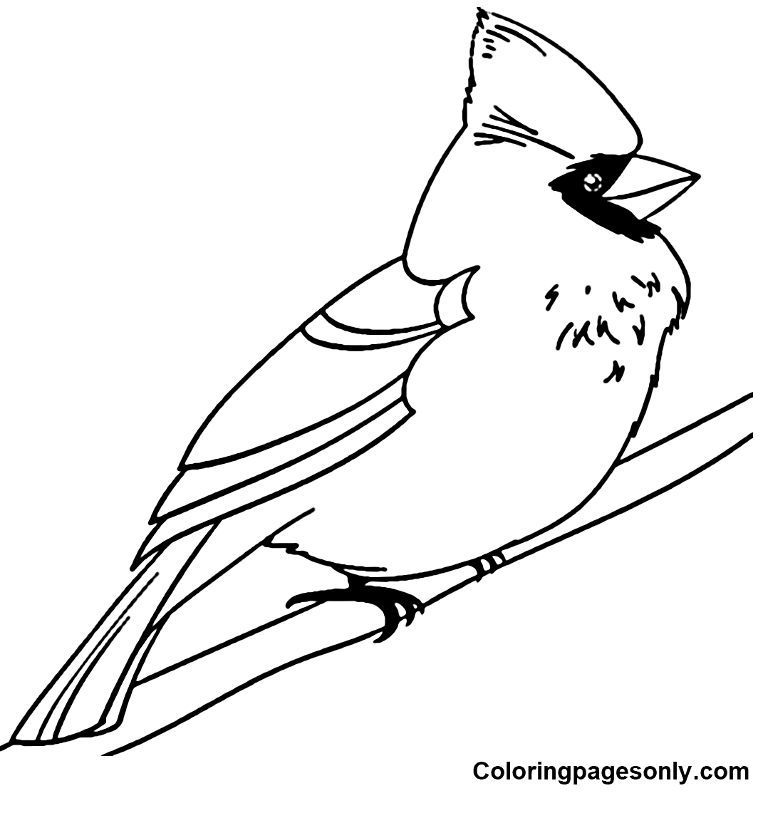 Cardinal Coloring Pages - Coloring Pages For Kids And Adults