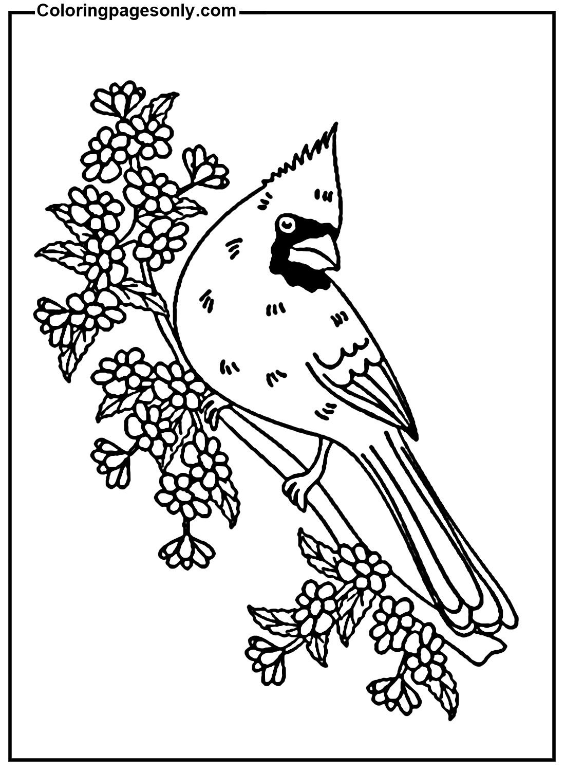 Cardinal Image Coloring Pages