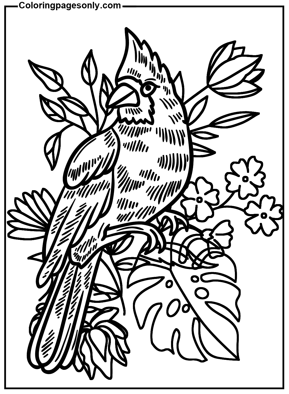 Cardinal with Flower Coloring Page