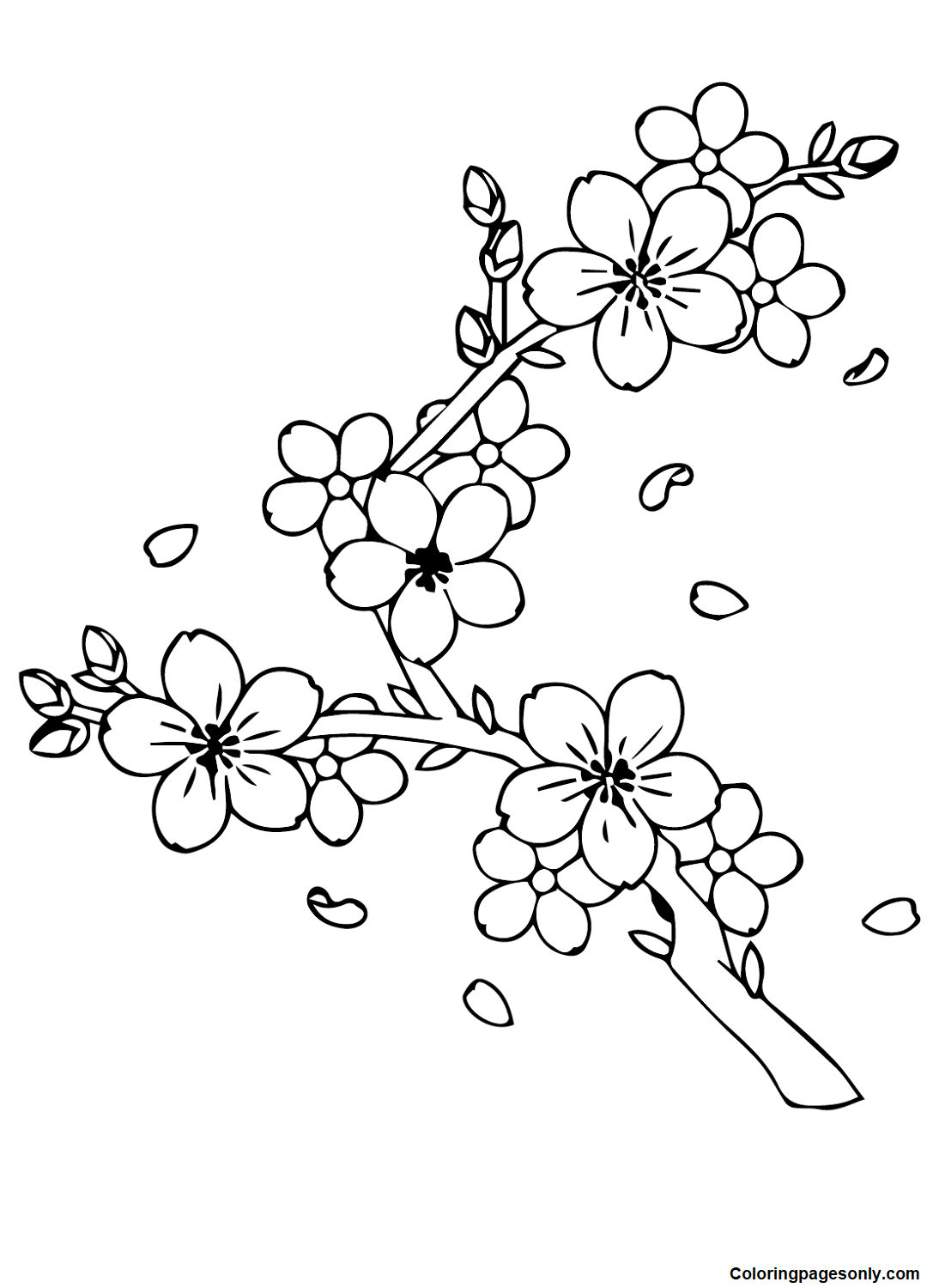 Cherry Blossom Images Coloring Pages