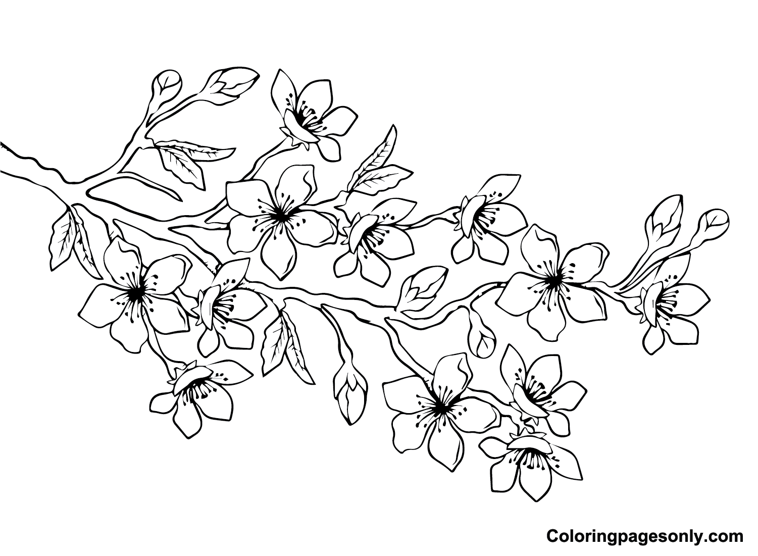 Cherry Blossom Japan Coloring Page