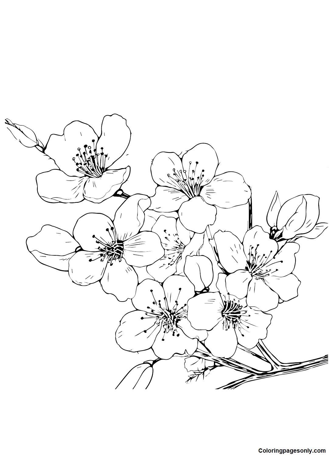 Imágenes de flor de cerezo para colorear Flores de cerezo para