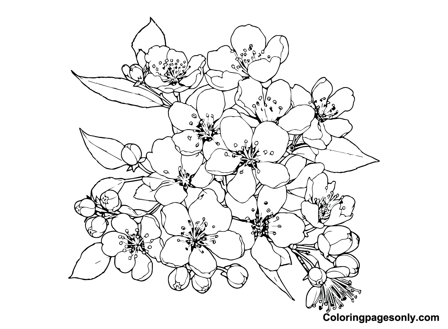 Immagini di fiori di ciliegio da fiori di ciliegio