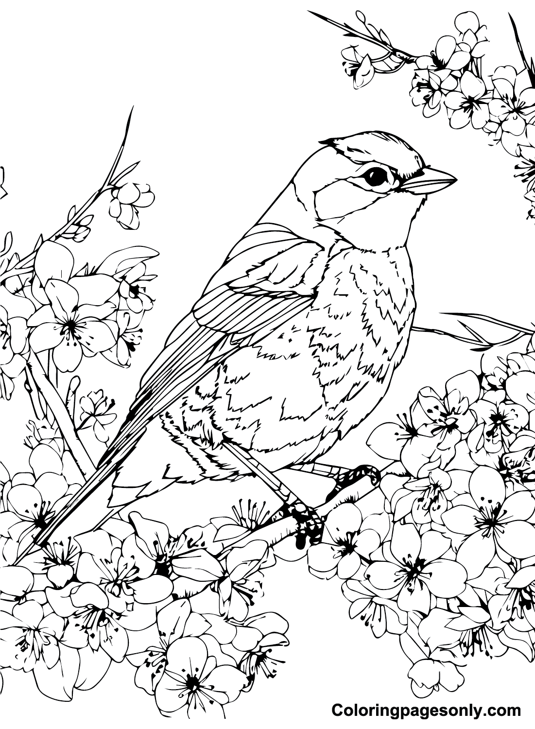 Cherry Blossom with Bird Coloring Page