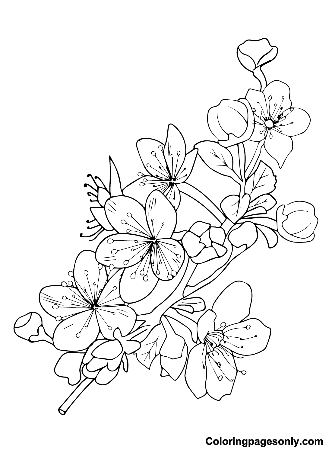 Cherry Blossom To Download Coloring Pages