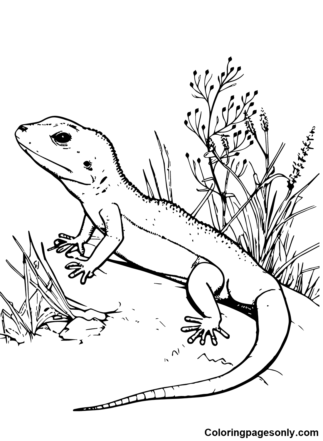 Free Printable Skink Coloring Pages