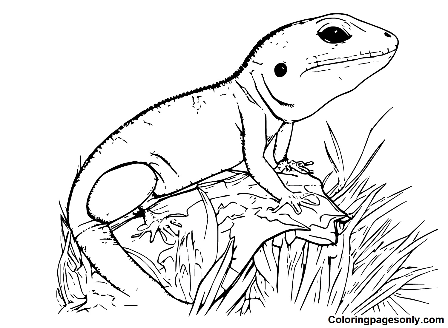 Free Skink Images Coloring Pages