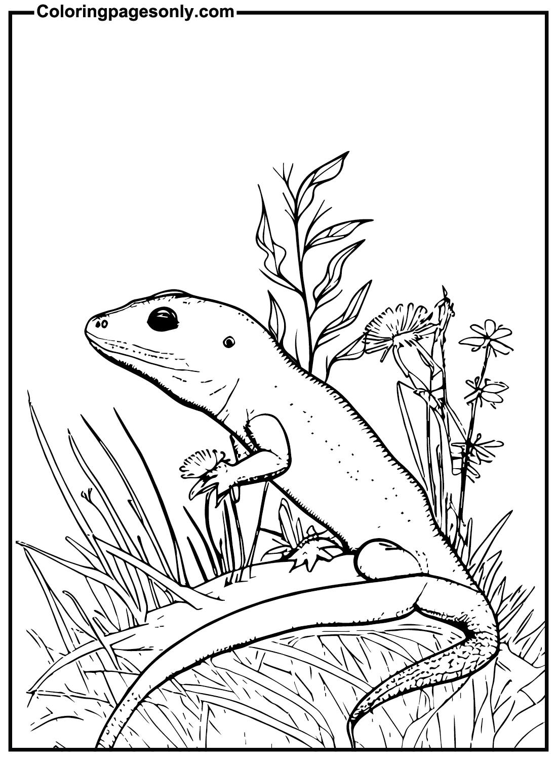 Free Skink Coloring Pages