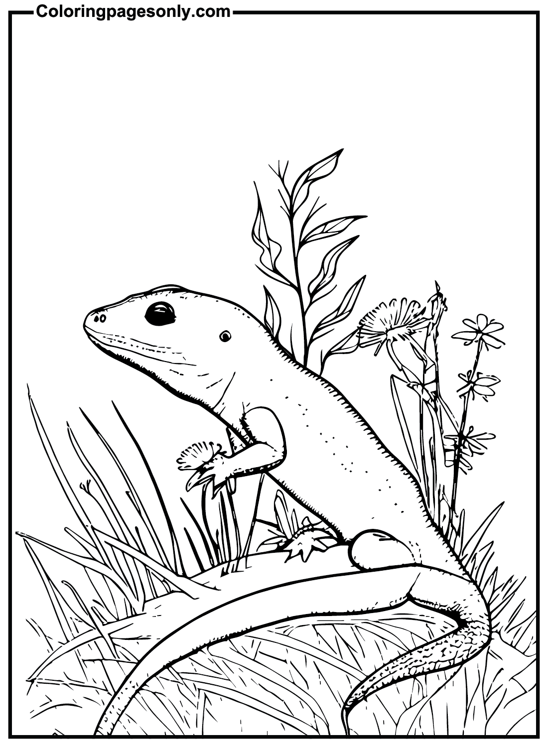 Red Eyed Crocodile Skink Coloring Page Red Eyed Crocodile Skink Coloring Page