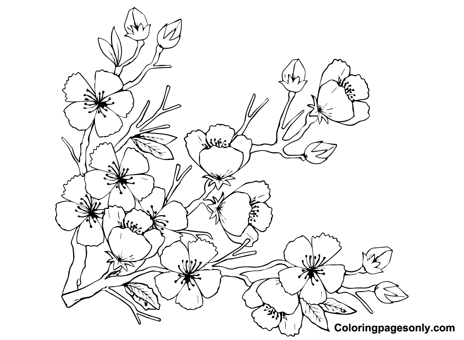 Japanese Cherry Blossom Coloring Page