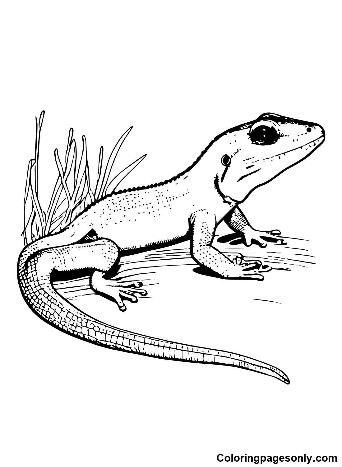 Print Skink Coloring Pages