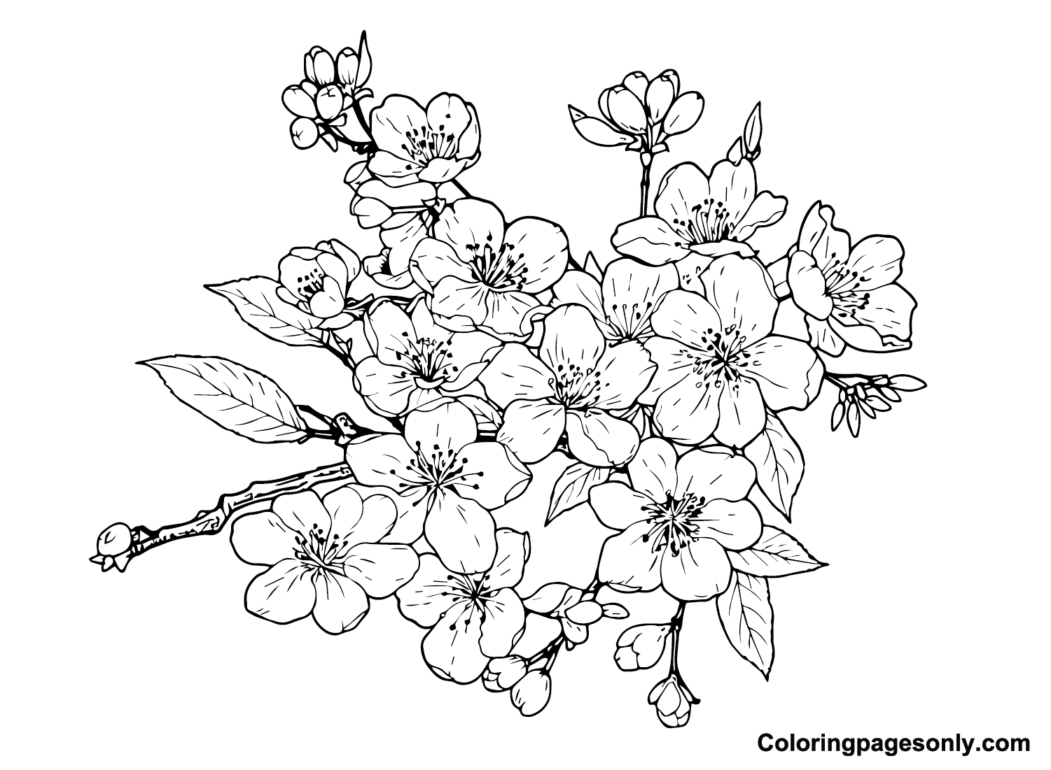 Afdrukbare kersenbloesem van Cherry Blossom